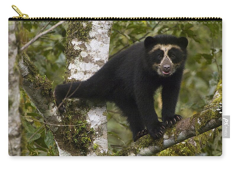 Mp Zip Pouch featuring the photograph Spectacled Bear Tremarctos Ornatus Cub by Pete Oxford