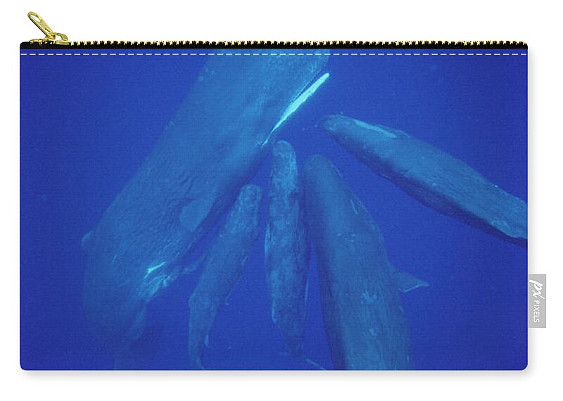 00113845 Zip Pouch featuring the photograph Sperm Whale Pod Socializing Dominica by Flip Nicklin