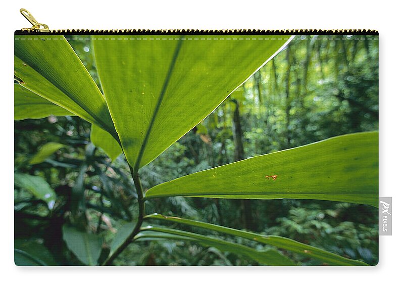 Mp Zip Pouch featuring the photograph Spiral Ginger Costus Pulverulentus by Christian Ziegler