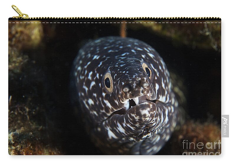 Muraenidae Zip Pouch featuring the photograph Spotted Moray Eel In Its Hole by Terry Moore