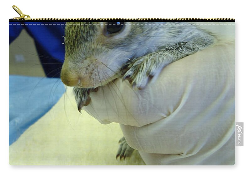 Squirrel Zip Pouch featuring the photograph Squirrelly by Art Dingo
