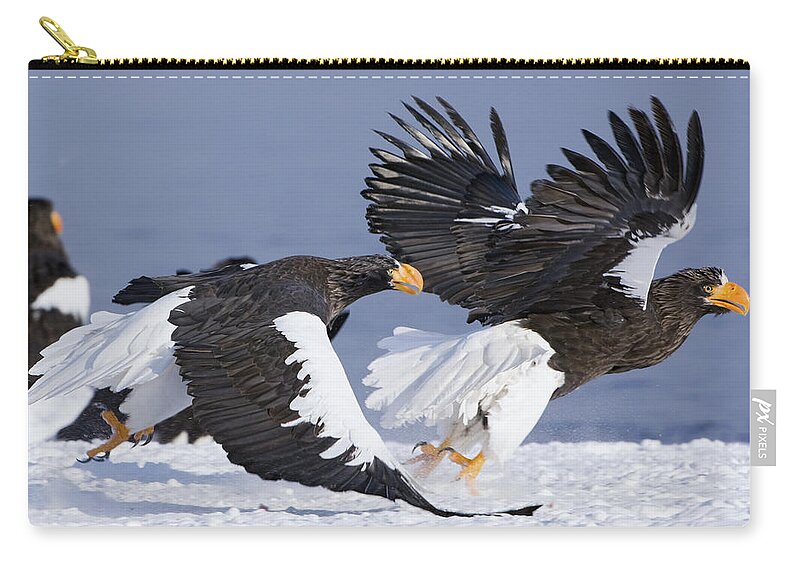 00782260 Zip Pouch featuring the photograph Stellers Sea Eagle Chase by Sergey Gorshkov