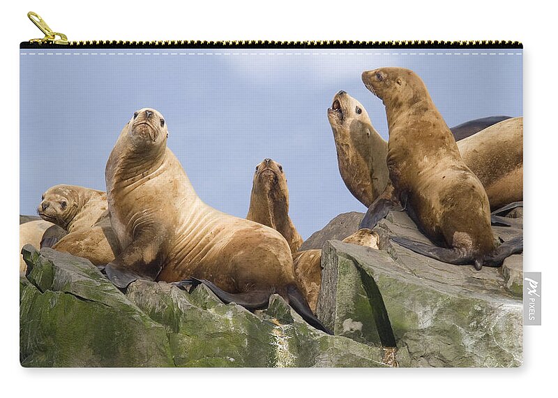 00999028 Zip Pouch featuring the photograph Stellers Sea Lions Sunning by Flip Nicklin