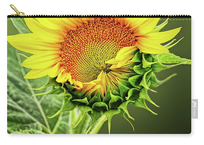 Sunflower Zip Pouch featuring the photograph Sunbathing Sunflower by Peg Runyan