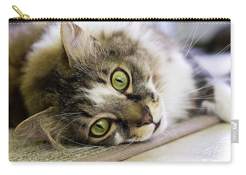 K-r Zip Pouch featuring the photograph Tabby Cat Looking at Camera by Lori Coleman
