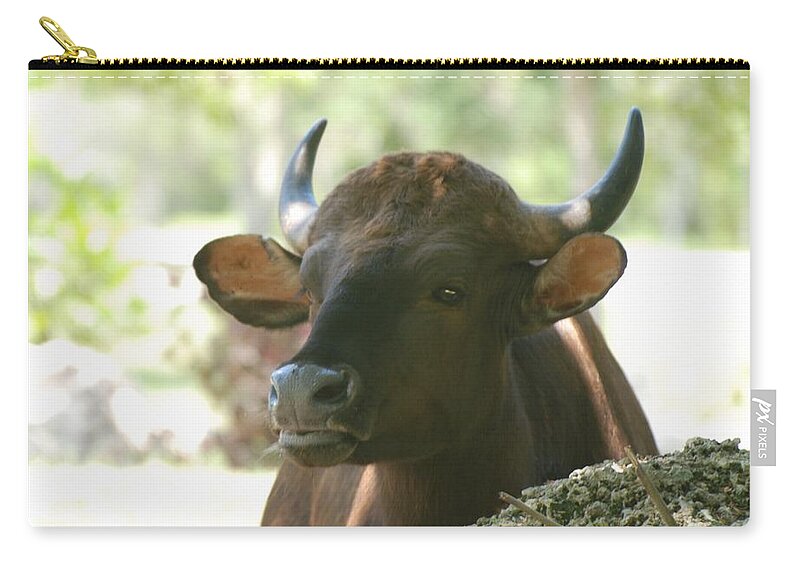 Animal Zip Pouch featuring the photograph The Cow by Rob Hans