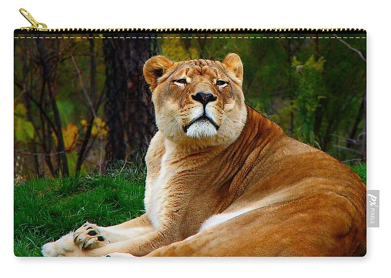 Lion Zip Pouch featuring the photograph The Lioness by Davandra Cribbie