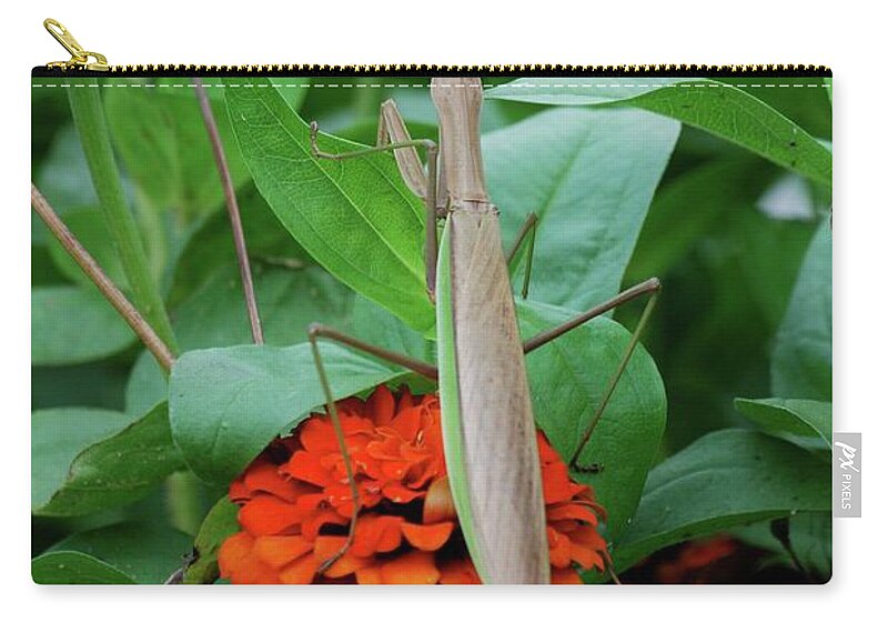 Insects Zip Pouch featuring the photograph The Patience of a Mantis by Thomas Woolworth