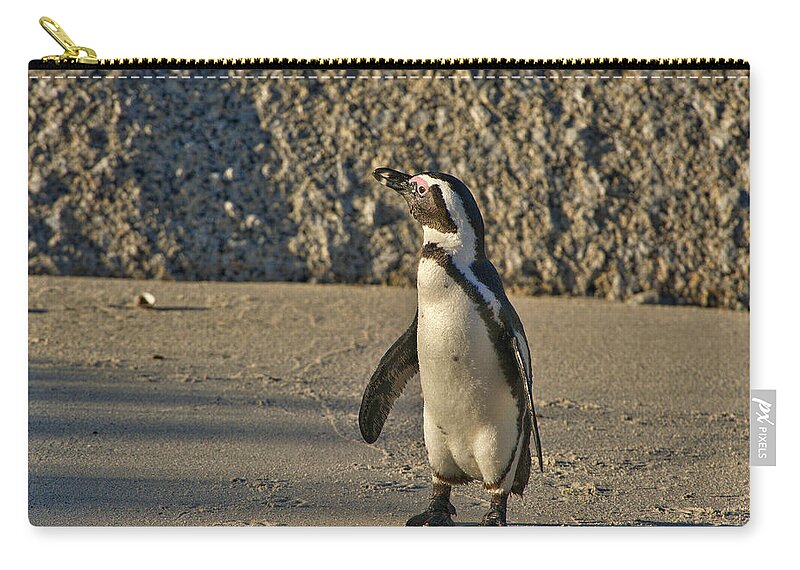 Black-footed Penguin Zip Pouch featuring the photograph This is South Africa No. 2 - African Penguin Walking on the Bea by Paul W Sharpe Aka Wizard of Wonders