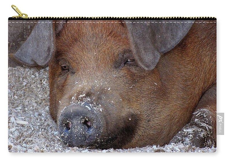 Pigs Zip Pouch featuring the photograph This Little Piggy Took a Nap by Lori Lafargue