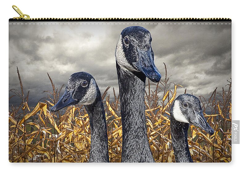 Art Zip Pouch featuring the photograph Three Canada Geese in an Autumn Cornfield by Randall Nyhof
