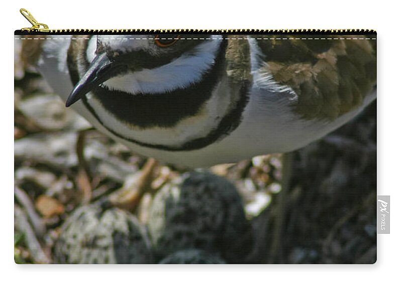 Bird Zip Pouch featuring the photograph Three Eggs. by Mitch Shindelbower