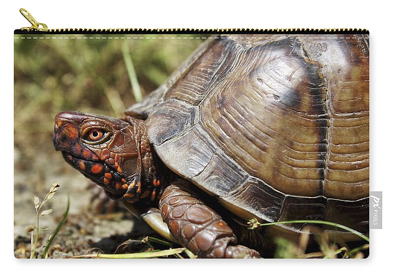 Turtle Zip Pouch featuring the photograph Three Toed Box Turtle by Jason Politte