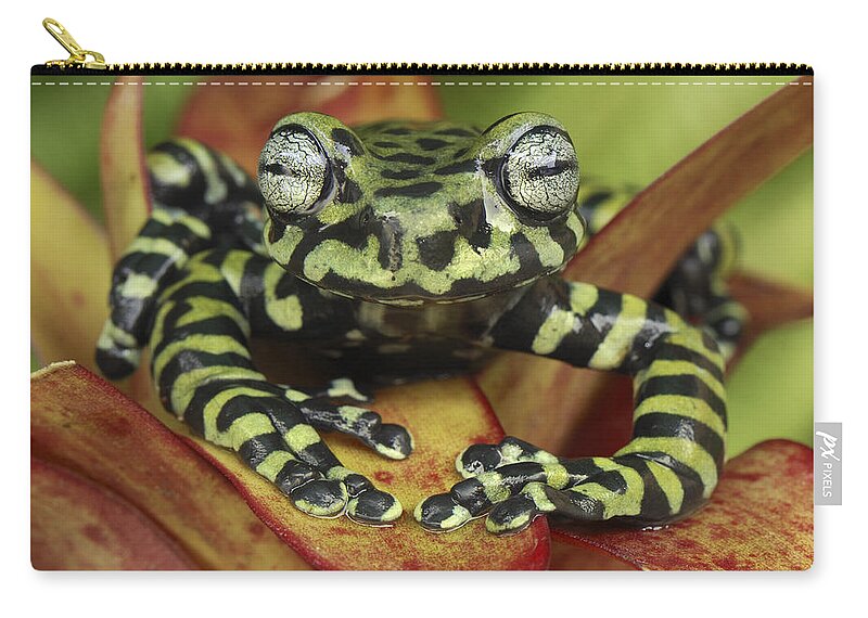 Mp Zip Pouch featuring the photograph Tigers Treefrog Hyloscirtus Tigrinus by Thomas Marent