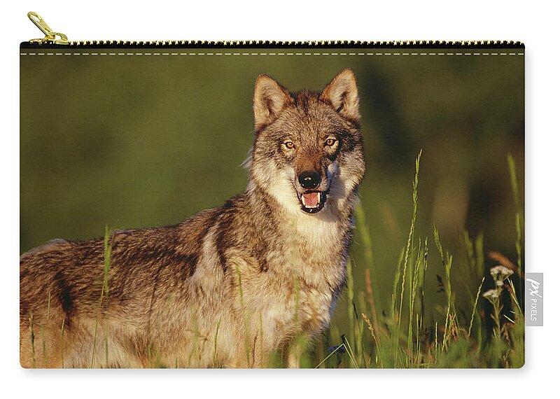 00173216 Zip Pouch featuring the photograph Timber Wolf Portrait North America by Tim Fitzharris
