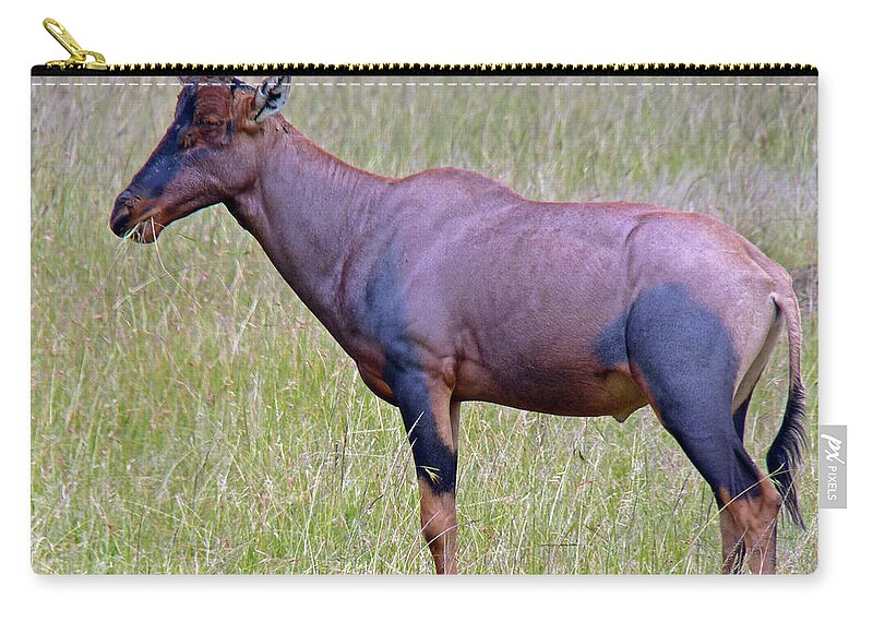 Topi Zip Pouch featuring the photograph Topi Antelope by Tony Murtagh