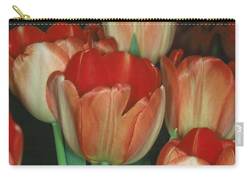 Flower Zip Pouch featuring the photograph Tulip 1 by Andy Shomock