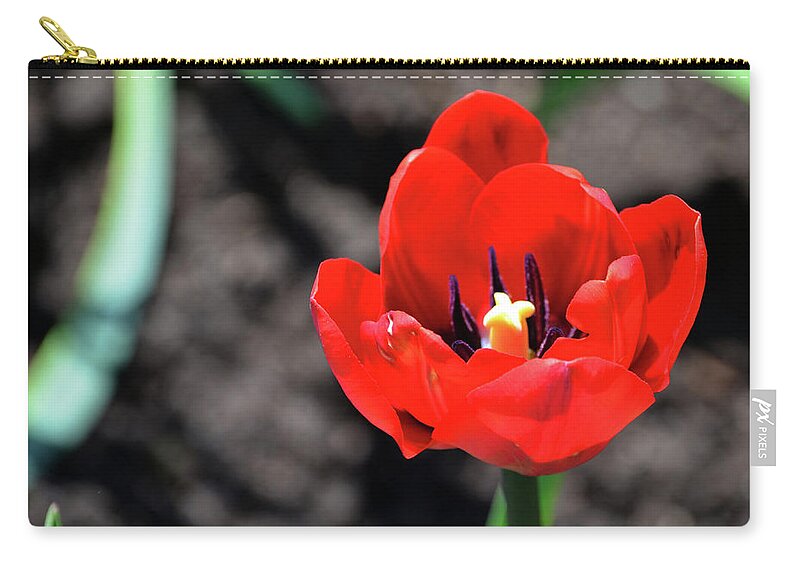 Tulips Zip Pouch featuring the photograph Tulips Blooming by Pravine Chester