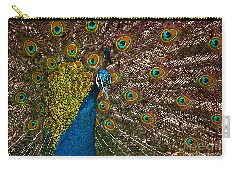 Peacock Zip Pouch featuring the photograph Turquoise And Gold Wonder by Byron Varvarigos