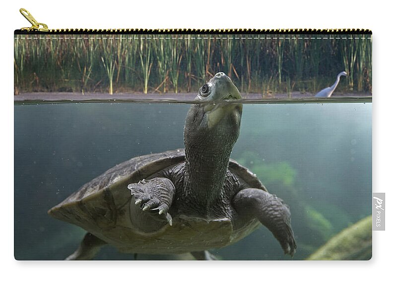 00486936 Zip Pouch featuring the photograph Turtle Breathing At Surface Jurong Bird by Tim Fitzharris