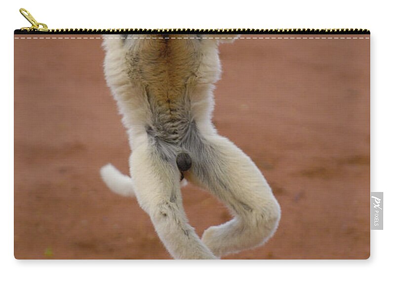 Mp Zip Pouch featuring the photograph Verreauxs Sifaka Propithecus Verreauxi by Pete Oxford