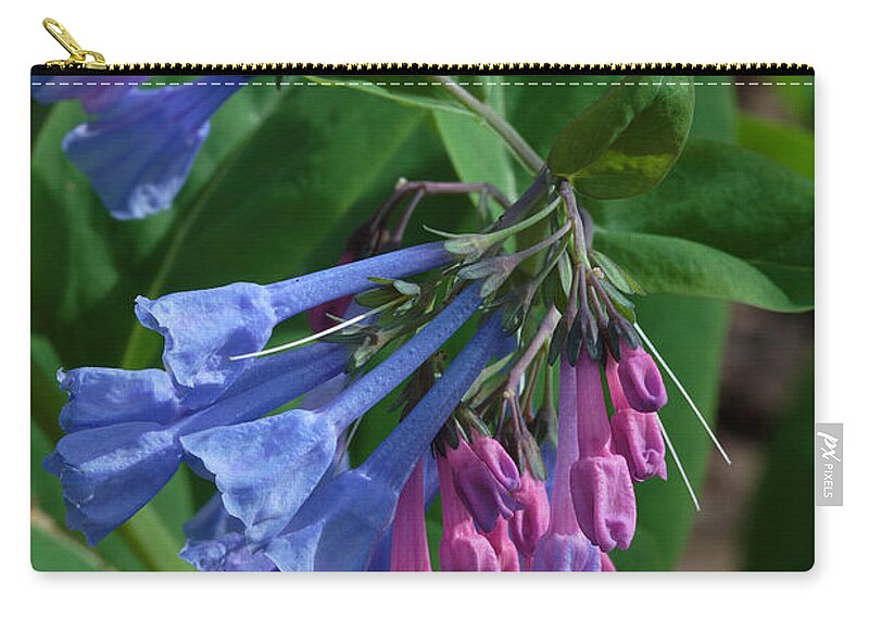Flower Carry-all Pouch featuring the photograph Virginia Bluebells by Daniel Reed