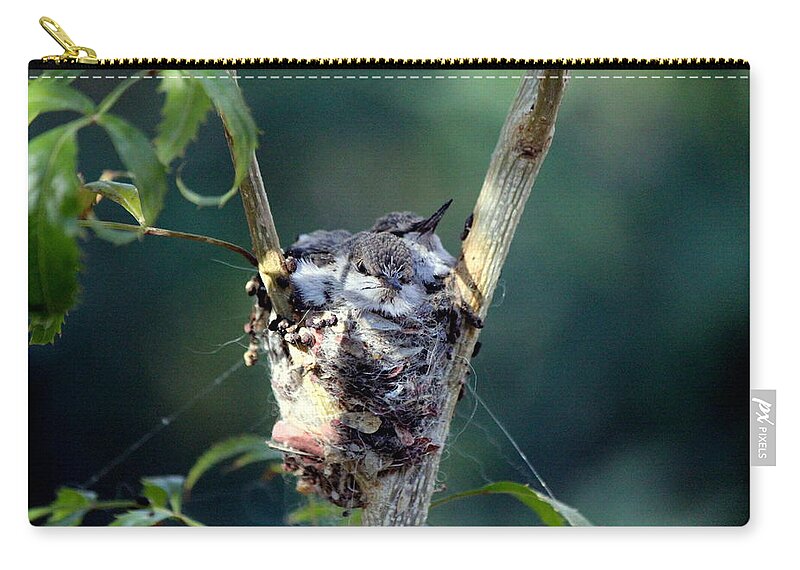 Birds Zip Pouch featuring the photograph Waiting for Dinner by Jo Sheehan