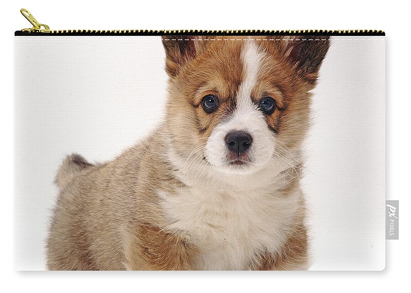 White Background Zip Pouch featuring the photograph Welsh Corgi Puppy by Jane Burton