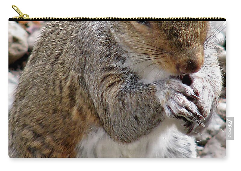 Squirrel Zip Pouch featuring the photograph Where are the Peanuts by Rory Siegel
