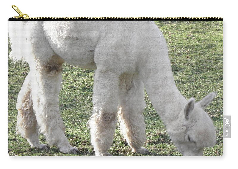 Alpaca Zip Pouch featuring the photograph White Fluff by Kim Galluzzo Wozniak