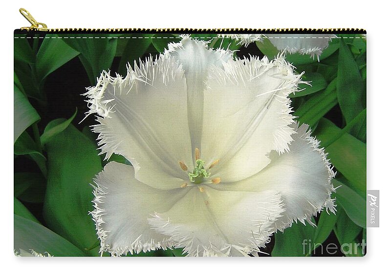 Tulip Zip Pouch featuring the photograph White Tulip by Amalia Suruceanu