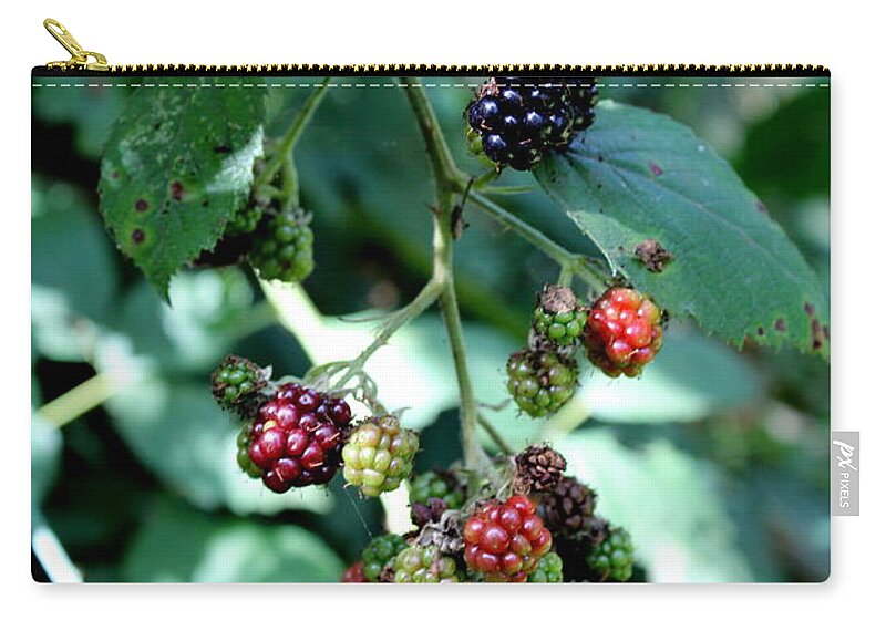 Oregon Zip Pouch featuring the photograph Wild Oregon Blackberries by Jo Sheehan