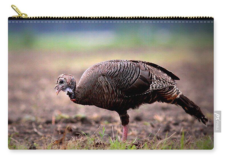 Bird Zip Pouch featuring the photograph Wild Turkey - Hen by Travis Truelove