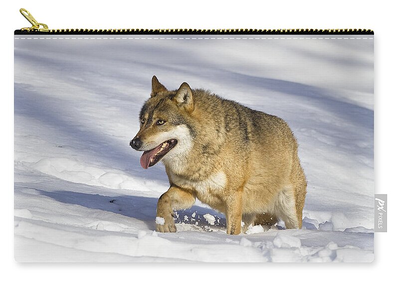 Mp Zip Pouch featuring the photograph Wolf Canis Lupus Walking In Snow by Konrad Wothe