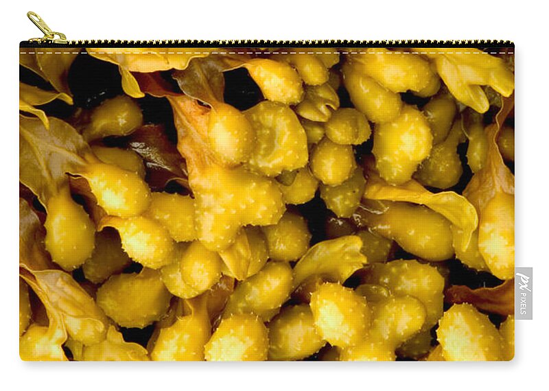 Kelp Zip Pouch featuring the photograph Yellow Kelp Pods by Brent L Ander