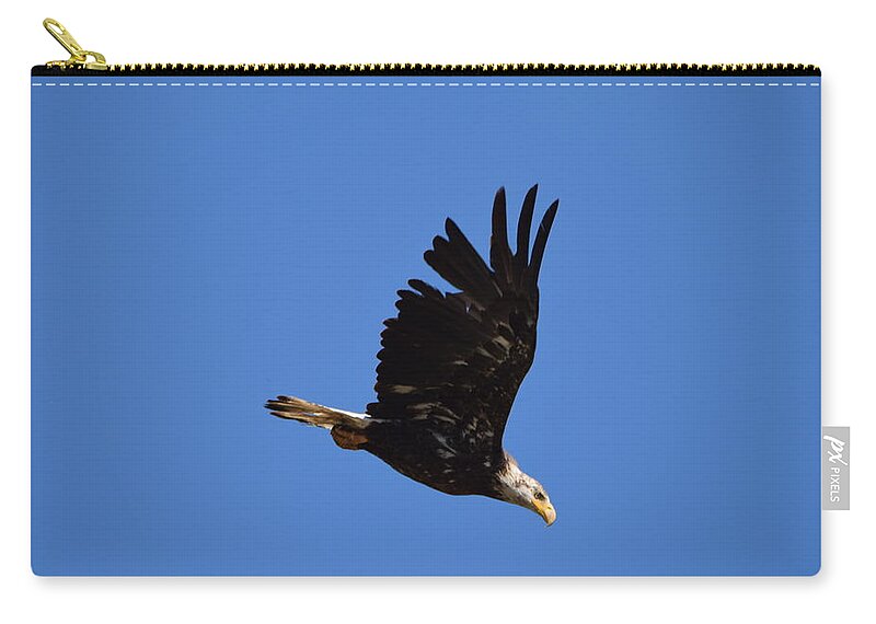 Bald Eagle Juvenile Zip Pouch featuring the photograph Bald Eagle Juvenile Burgess Res CO by Margarethe Binkley