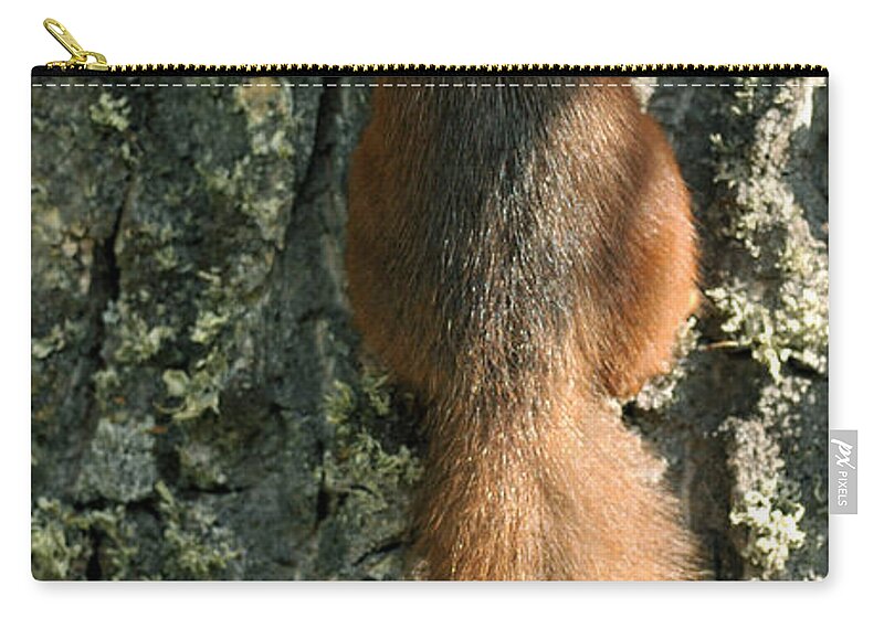 Squirrel Zip Pouch featuring the photograph Red Squirrel #1 by Gavin Macrae