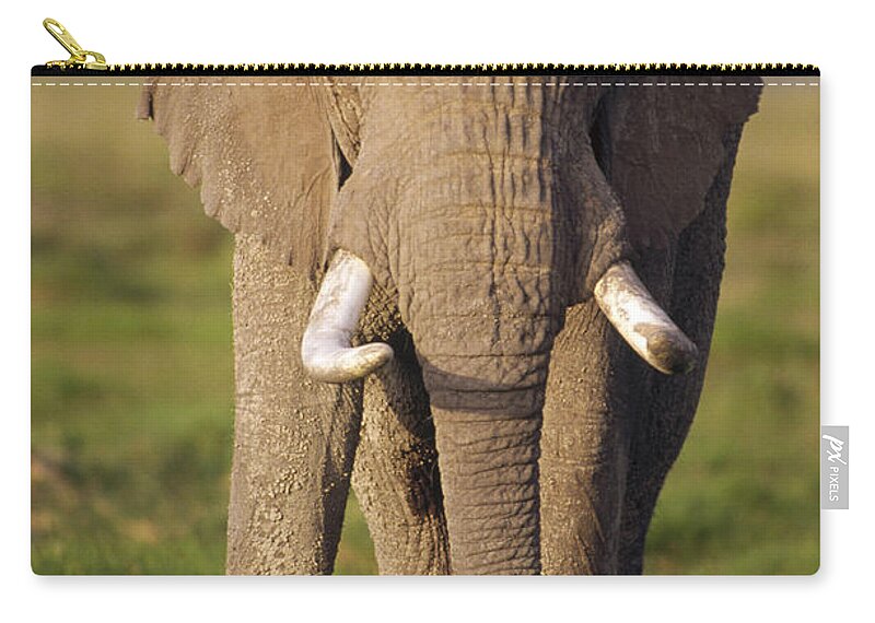 Mp Zip Pouch featuring the photograph African Elephant Loxodonta Africana #1 by Gerry Ellis
