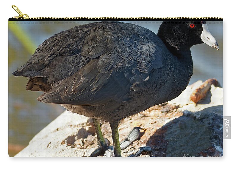 Shorebird Zip Pouch featuring the photograph American Coot #1 by Natural Focal Point Photography