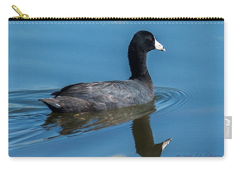Heron Heaven Zip Pouch featuring the photograph American Coot Swiming #1 by Ed Peterson