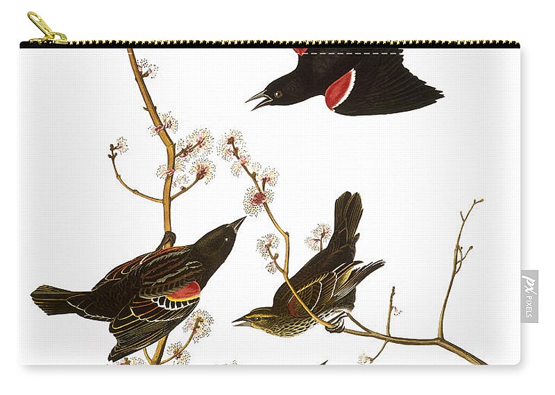 1827 Zip Pouch featuring the photograph Audubon: Blackbird, (1827) #1 by Granger