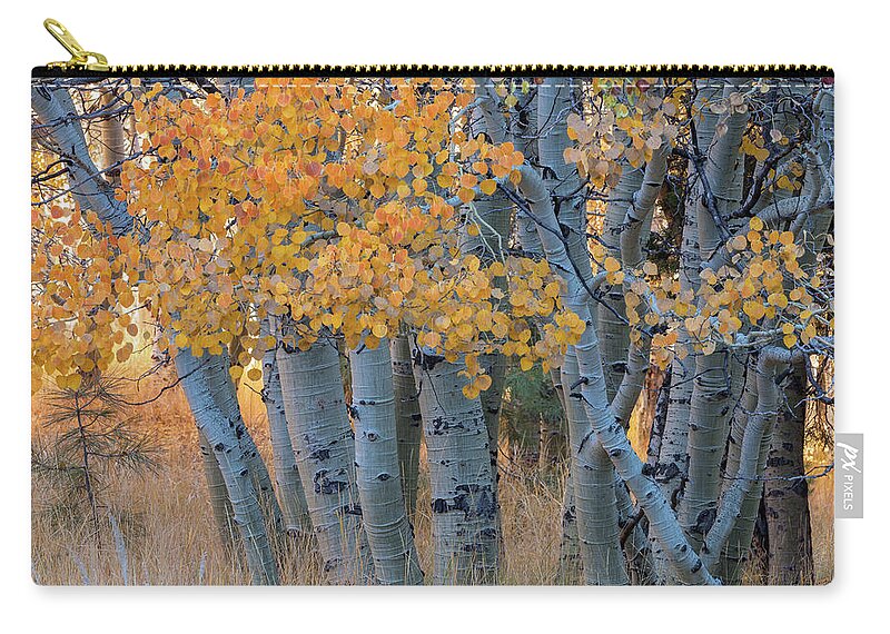 Fall Zip Pouch featuring the photograph Autumn Aspens by Jonathan Nguyen