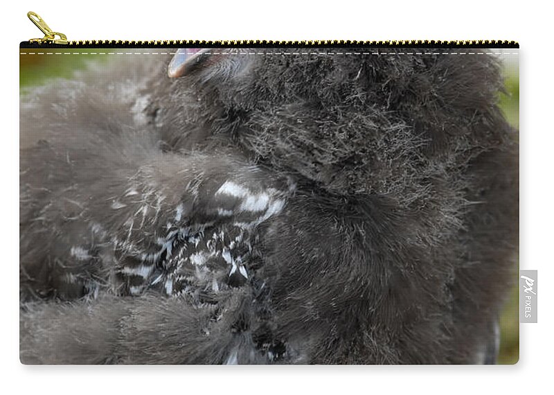 Snowy Owl Baby Zip Pouch featuring the photograph Baby Snowy Owl #1 by JT Lewis