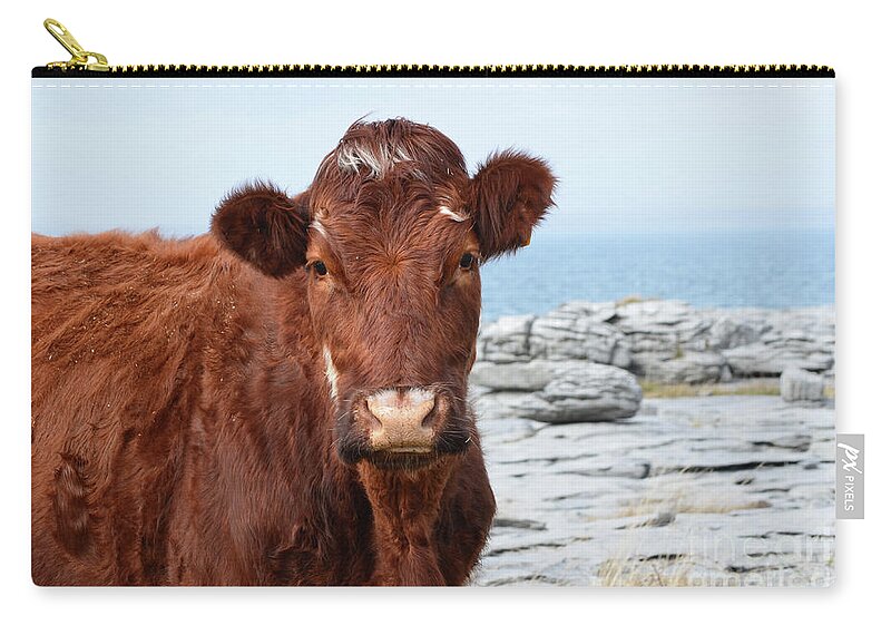 Cow Zip Pouch featuring the photograph Beautiful Brown Cow on the Burren in Ireland #1 by DejaVu Designs