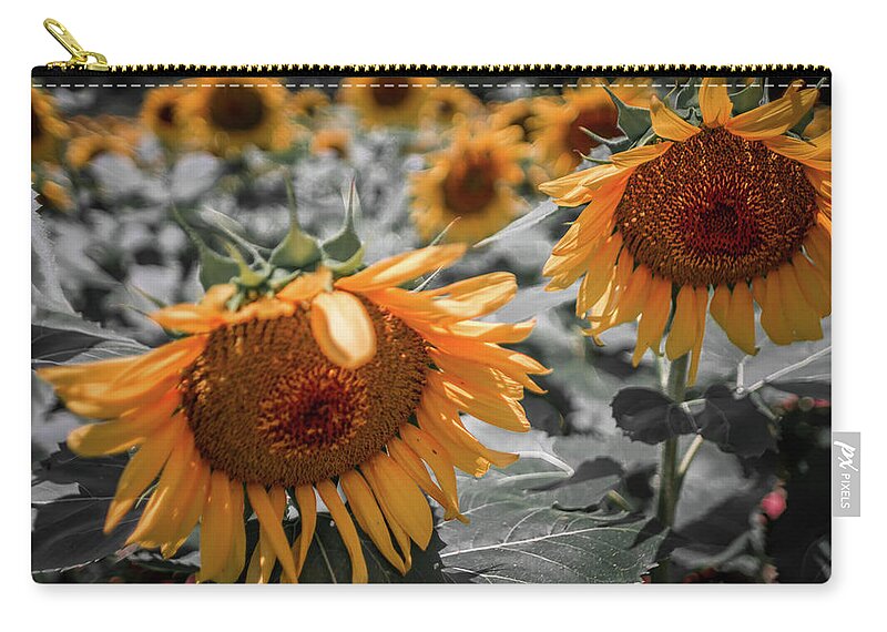 Sun Zip Pouch featuring the photograph Beautiful Sunflower Field In South Carolina #1 by Alex Grichenko