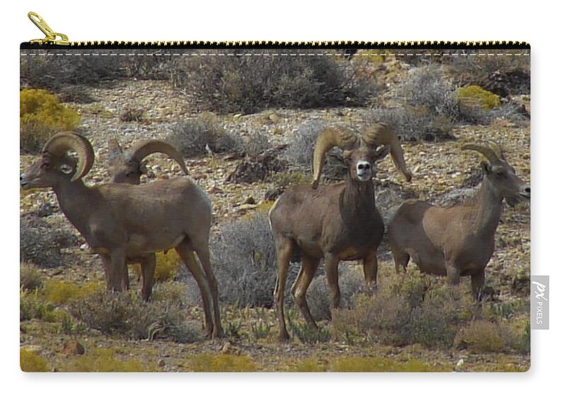 Bighorn Zip Pouch featuring the photograph Bighorn Sheep #1 by Carl Moore