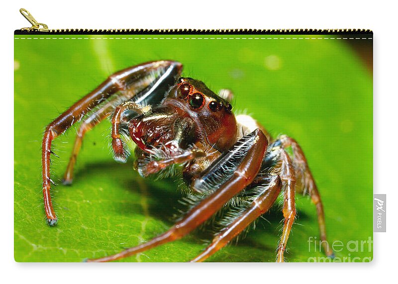 Arachnid Zip Pouch featuring the photograph Biting Jumping Spider #1 by B.G. Thomson