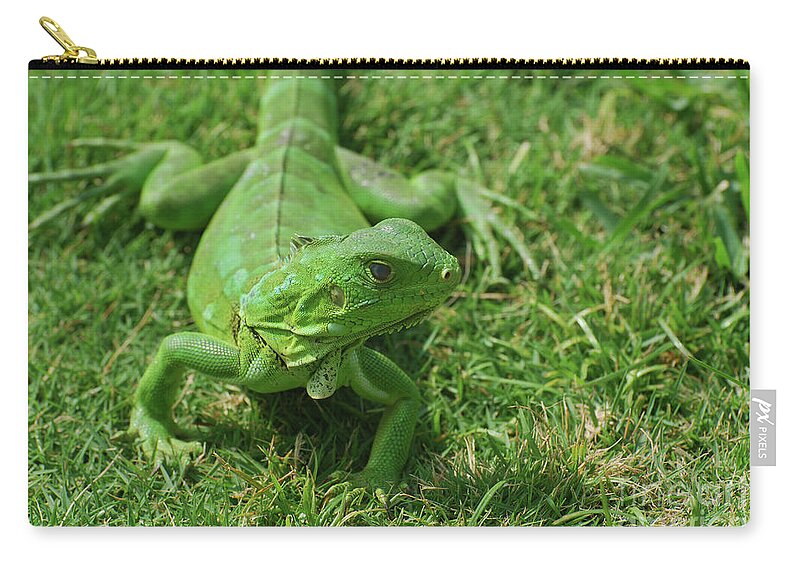 Iguana Zip Pouch featuring the photograph Bright Green Iguana in Grass #1 by DejaVu Designs