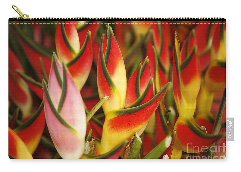 Beautiful Zip Pouch featuring the photograph Bunch Of Heliconia #1 by Ron Dahlquist - Printscapes