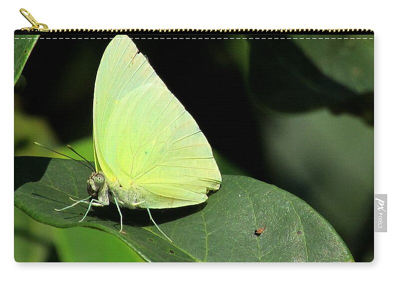 Animal Zip Pouch featuring the photograph Butterfly #1 by Cesar Vieira